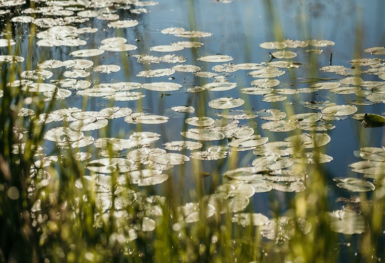 Nahansicht Seerosenblätter auf Wasser im Vordergrund Grashalme