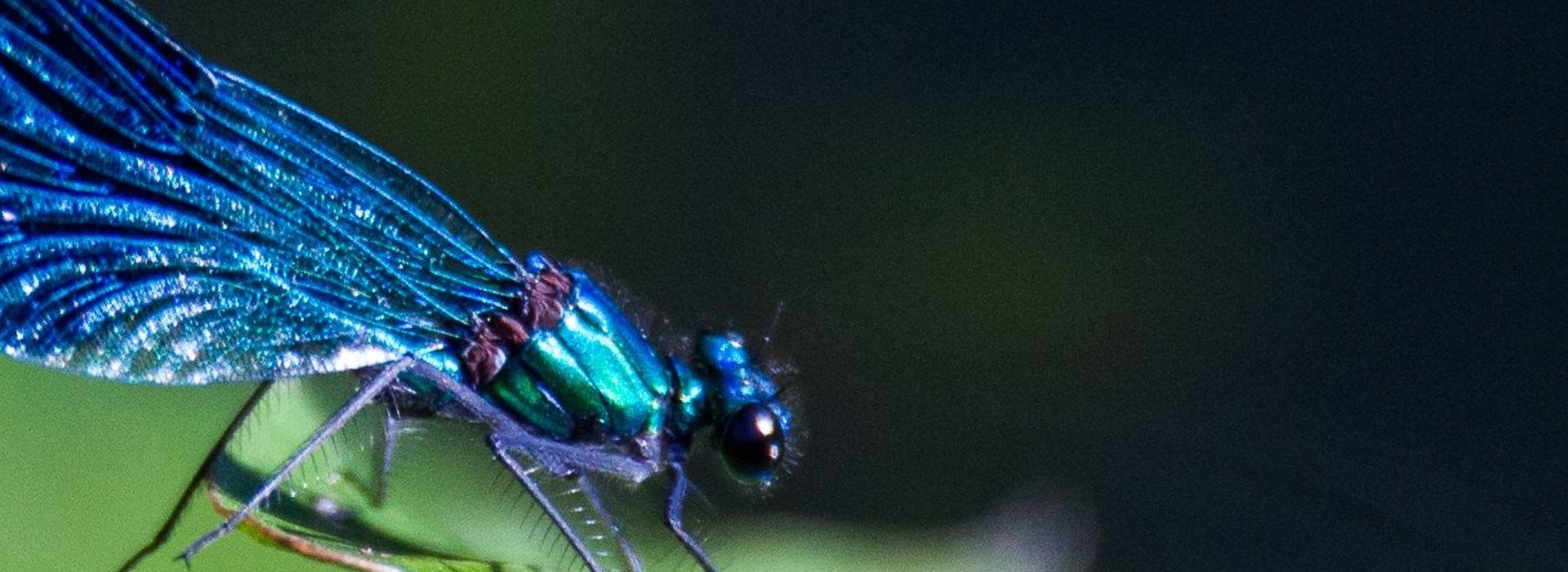 Libelle Detailansicht blau
