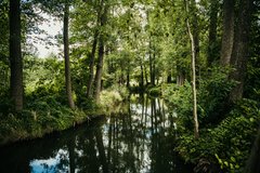 Spreewald Fließ Naturfoto