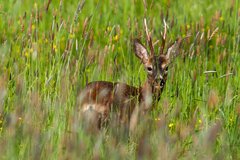 Deer standing in high grass