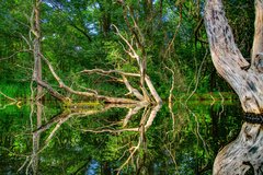 Fließe im Spreewald mit besonders gegabelten Bäumen