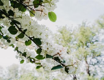 Bäume Frühling Knospen weiß