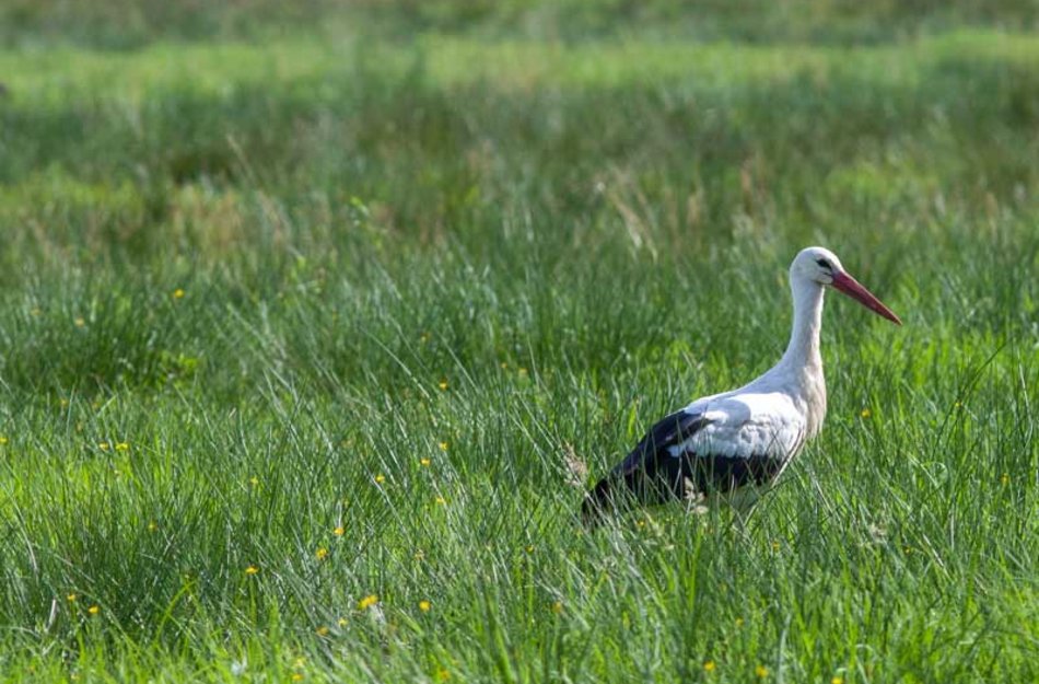 Stork on meadow