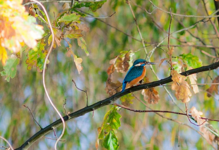 Kingfisher in Spreewald on branch